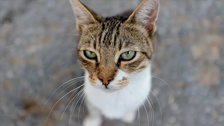 Hayvanlar aleminin en güçlüsünü seç!