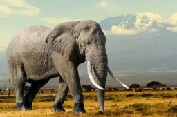 Afrika Savan Fili
