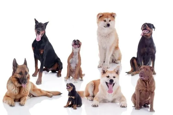 Best dog breeds/Migliori razze di cani