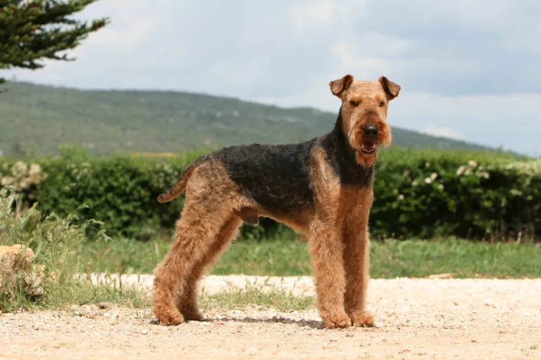 miglior razza di cane