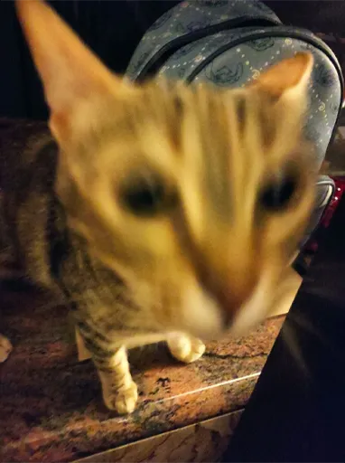 Il Torneo del Potere Universale All-Stars