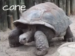 Cane