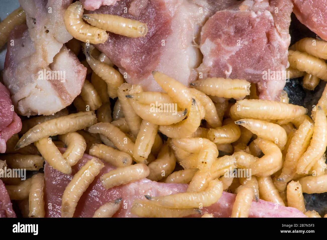 LA COSA PIÙ SCHIFOSA