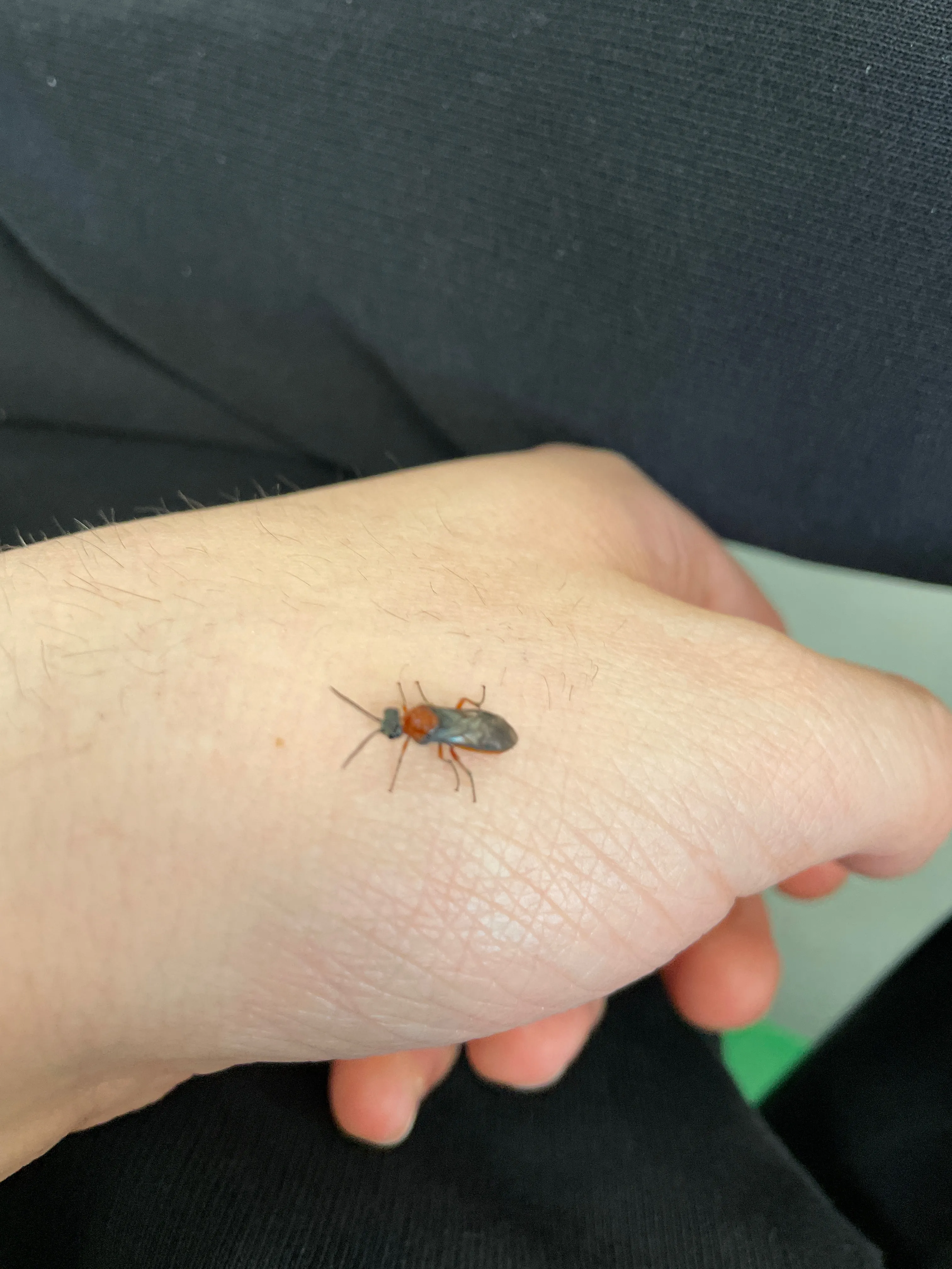 MIGLIOR INSETTO/ARACNIDE