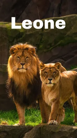 Leone