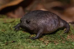 Rana nera della pioggia