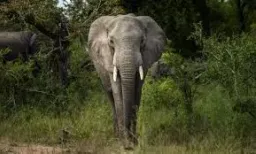 Elephant