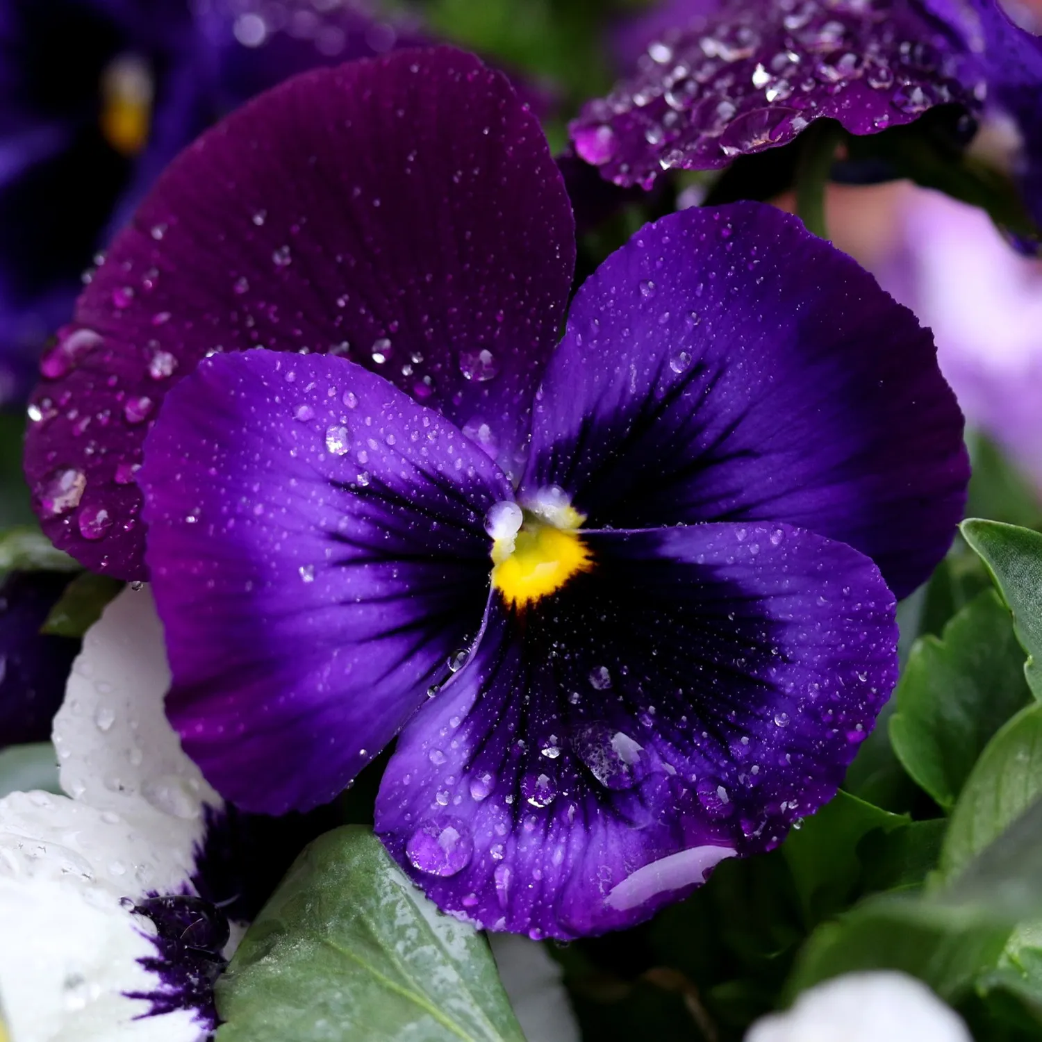 IL MIGLIOR FIORE