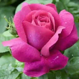 Rosa