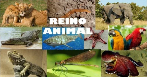 Animais