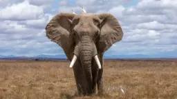 Elefante
