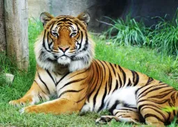 Malayan Tiger (Panthera tigris tigris)
