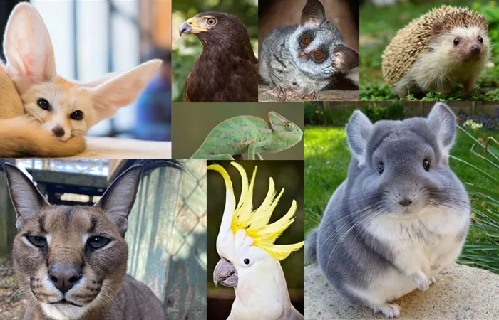 Most unusual pets you can own.