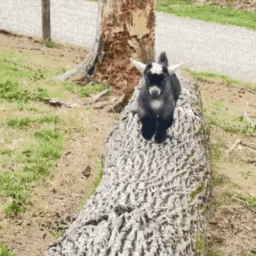 Pygmy Goat