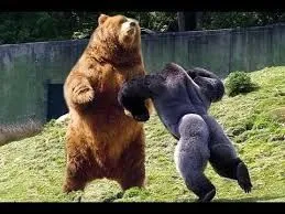 Which animal wins a fight?