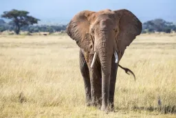 African elephant