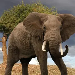 Eléphant