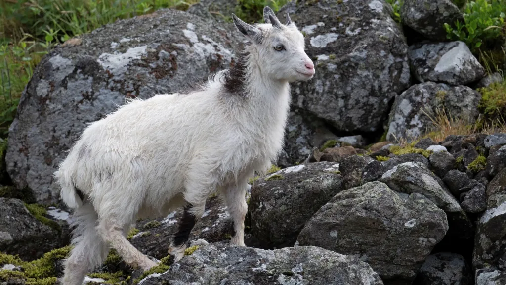 SPORDA GELMİŞ GEÇMİŞ EN İYİSİ ''GOAT''