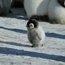 bebek penguen