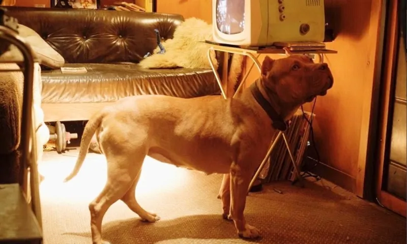 PERSONAGGI DEI FILM DI QUENTIN TARANTINO