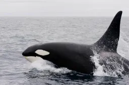 ORKA