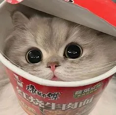 MAO AAAAAH