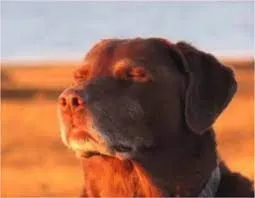 HORNY HIPPOS PHOTO MASSACRE