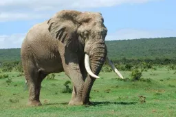 Afrika fili
