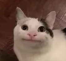 Kedi