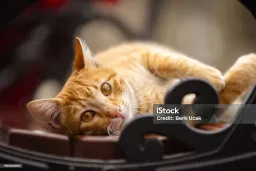 Cat — It is fast, quiet, and excellent at hunting.