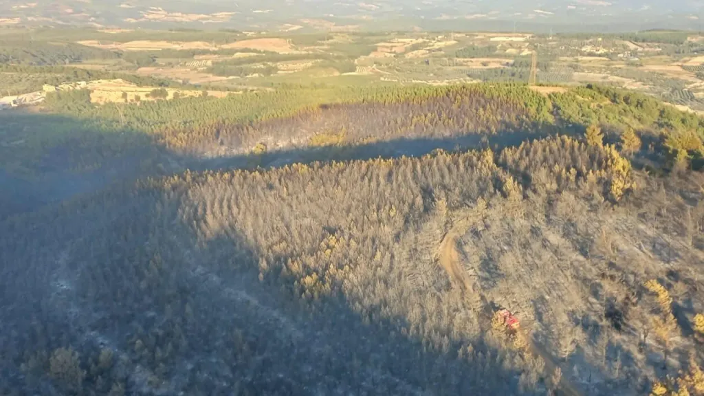 Favori ağacınız (türkiye geneli ağırlıklı)