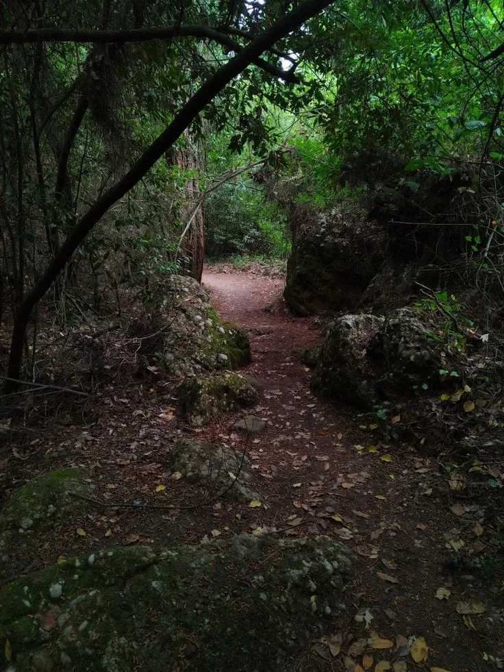 Ormanda Tuvaletini Yaptın Poponu Ne ile Silersin?