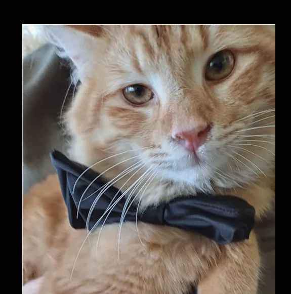 "Kedi" şarkıları...Senin şarkın hangisi?