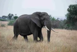 Afrika savan fili (Loxodonta africana)