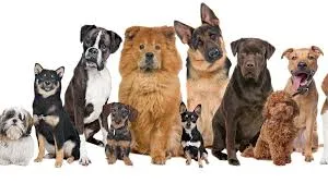 BEST DOG BREED