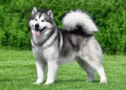 Alaskan malamute