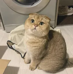 Scottish Fold