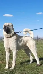 Kangal