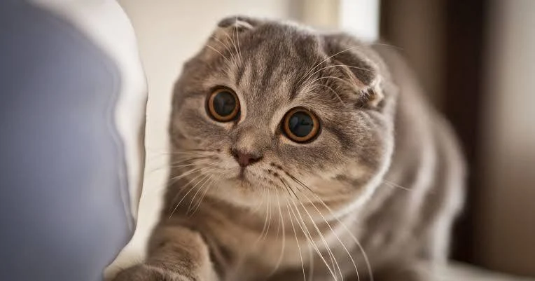 Evinin kedisini seç