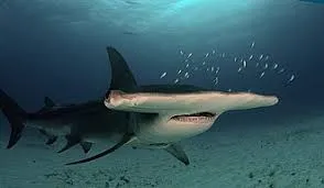 Le meilleur requin