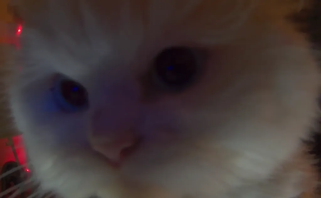 EN İYİ ÇIKMAYAN CİBO ŞARKISI (MEKİP)