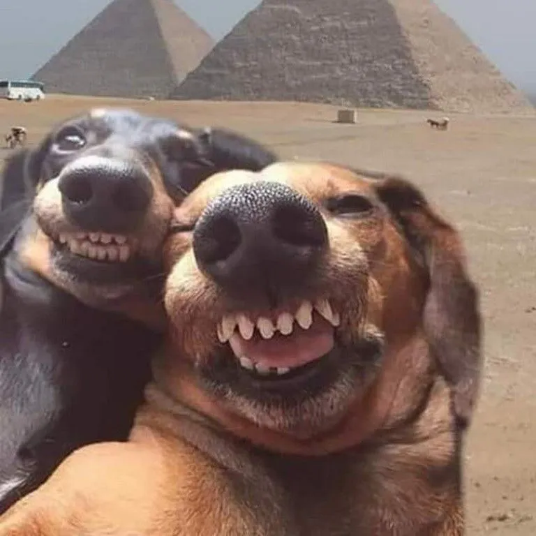 Your favorite dog breed