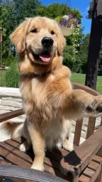 Golden Retriever 