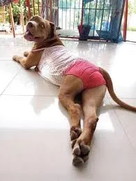 best animal