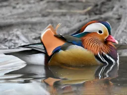 Pato Mandarín (Aix galericulata)