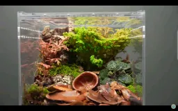 Yağmur Ormanı/Rain Forest/Dev Çiyan/Giant Centipede