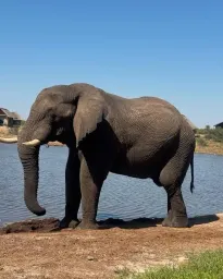 Afrika Savan Fili (Loxodonta africana