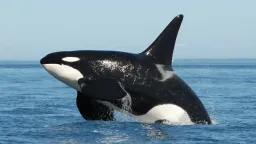 Katil Balina (Orka)