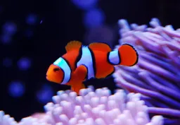  Amphiprion percula