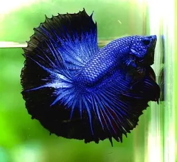 Halfmoon Betta